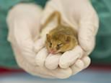 London Zoo to build a new hospital with a viewing gallery for animal lovers