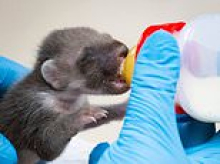 UK's rarest native mammal is being nursed back to health after being rescued from a rubbish bin