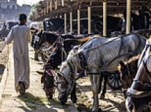 The torment of Egypt's emaciated horses - and the shame of the Western tourists who enable a cycle of abuse that ends only when the animals drop dead: ELEANOR HARMSWORTH