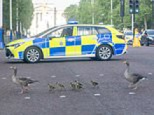 If you want to cross... just honk! Photographer snaps police escort helping families of geese cross the Mall