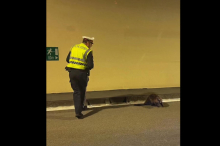 Biber verirrte sich in Autobahntunnel: Kärntner Polizei rückte aus
