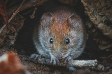 Aufpassen beim Frühjahrsputz: Steiermark und Kärnten sind Hotspots des Hantavirus