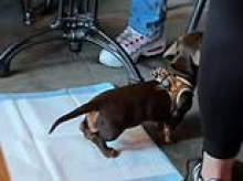 Video of dog sat on puppy training pad inside Gordon Ramsay restaurant sparks heated online debate