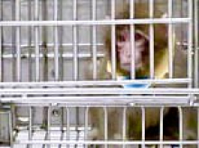 Surprising future plan for controversial Oregon monkey research center where primates are tortured in the name of science