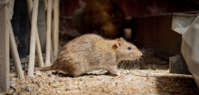 Ratten vertreiben: So werden Sie die Nagetiere schnell wieder los