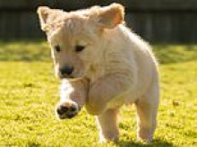 Meet Buzz the guide dog puppy who is training for infinity and beyond