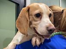 Hundreds of adorable beagles rescued from research lab to be put up for adoption