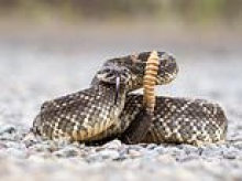 Major rattlesnake warning in California after hiker gets airlifted to hospital for snake bite
