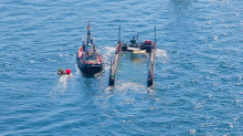 Nach der Rettungsaktion: Bekommen wir überhaupt mit, wenn der Wal stirbt?