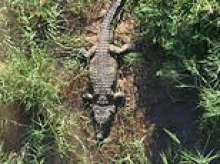 Hotel boss eaten by crocodile is identified after hero cop is lowered into predator-infested river to grab the killer… before victim's remains and SIX pairs of shoes are cut out of its stomach