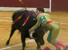 Moment top matador is gored in the groin leaving him seriously injured as crowd recoil in horror during bullfight in Spain