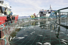 Norveške ribogojnice onesnažujejo fjorde z odpadki, primerljivimi z 