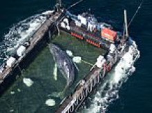 Timmy the whale 'is most likely dead' just days after private donors spent £1.3 MILLION rescuing it