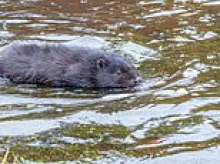 Fears for boy, 8, viciously attacked by BEAVER as rabid animal stalks New Jersey lake