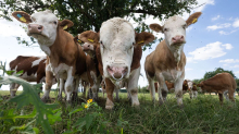 Tiere: Regionalexpress überfährt drei Kühe