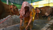 A corto di gas, l’India rurale cucina usando lo sterco delle mucche sacre