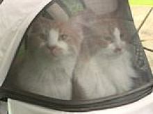 Portland woman's beloved orange cats Zeus and Hercules turn up in very unexpected location two years after vanishing