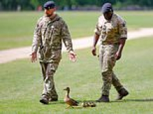 Long live the wings! Soldier ushers ducks away from line of fire as gun salute marks three years since King Charles's coronation