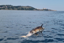 Unbekannte Täter sollen Delfin vor Istrien erschossen haben