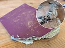 Brit stranded in France after friend's cheeky dog eats passport - and what to do if it happens to you
