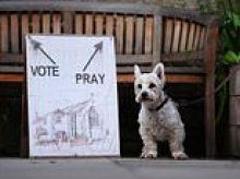 It's dogs at polling stations! Best pictures as voters take their four-legged friends with them to cast their ballot at local elections