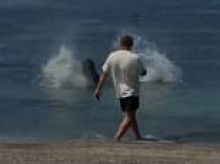 Vile Hawaii tourist outrages island with shocking act of cruelty towards protected monk seal