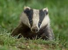 £50m windfarm had been delayed because of pheasant's eggs... only for a badger to eat them!