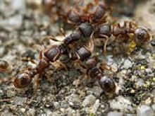 Hospital forced to cancel slew of surgeries after it was invaded by army of ANTS