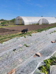 NEMA IZBORA! Posle krađe jagoda i velike štete kod Kikinde, vlasnica obezbeđuje imanje kamerama, psima i strujom (FOTO)