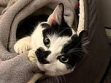 Izzy the abandoned cat is rescued after being trapped between a boiler and wall for 12 days