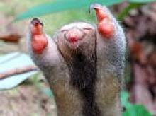 Silky anteater puts on a show for the cameras in Suriname