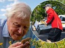 Keep very still and you might just spot him... the very busy British postman delivering crates of David Attenborough's 100th birthday cards
