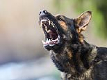 Beaudesert, Queensland: Horror as toddler fights for life after being bitten in the neck by a dog