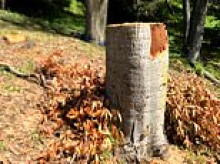California couple who illegally cut down trees slapped with almost $1million fine