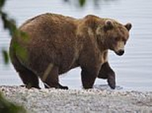 Hiker found dead of possible bear attack after going missing in Montana National Park