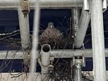 Save 'Pidge!': Staff at Nationwide keep scaffolding up despite building work being completed - after 'loveable' pigeon made its nest there