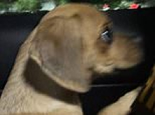 Heartbreaking photo shows saucer-eyed puppy after cruel owner allegedly let him get high on COCAINE