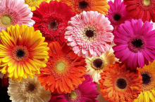  Diese Blumen-Trends prägen den Muttertag 2026