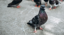 Problemvogel?: Von wegen Ratten der Lüfte – warum Tauben besser sind als ihr Ruf