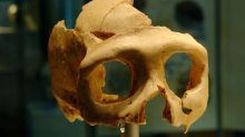 Archäologie: „In politisch wilden Zeiten häufen sich die Kannibalismusfunde – auch jetzt“