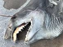 Terrifying dead creature with 'needle teeth' and hollow eyes washes up on beach... do you know what it is?