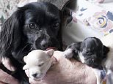 Rescue dog Patsy gave her new owners the slip - then dragged them almost a mile through countryside, woodland and brambles to uncover the litter she gave birth to during six weeks on the run