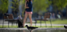 Vögel fürchten sich offenbar eher vor Frauen als vor Männern