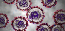 Hantavirus auf MV »Hondius«: Was gegen eine Pandemie spricht – und wo die Risiken liegen