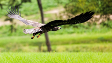 Biologische Vielfalt: Mehr Seeadlerpaare und Jungvögel in Schleswig-Holstein