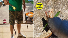 VIDEO Pazi, poskok! Snimio ih kraj kuće na Kordunu: 'Imao je 60 centimetara. Sunčao se...'