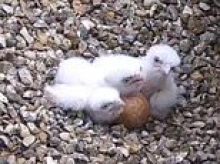 Three Peregrine falcon chicks have hatched atop St Albans Cathedral - one year after clutch eggs were trampled on by sick thug