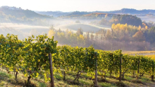 Vigneti d'Italia, la nuova frontiera degli investimenti: aumenta sempre più l’interesse dei ricchi