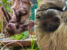 Atty boy! Scotland's first baby sloth is born at Edinburgh Zoo - and named after Sir David