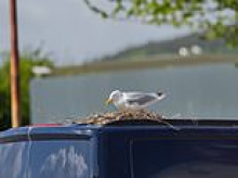 Marauding gulls facing reckoning in city (unless they're nesting on a van)